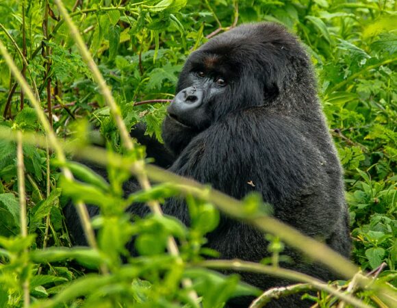 3 DAYS BWINDI GORILLA TRACKING TOUR