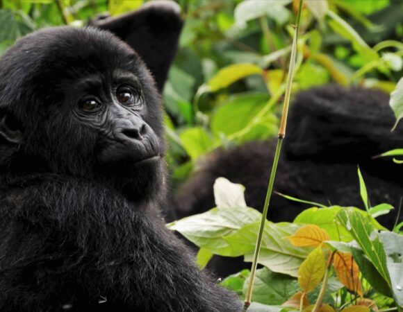 4 DAYS MGAHINGA GORILLA TRACKING TOUR