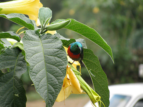 1 DAY BUSO FOREST BIRDING TOUR