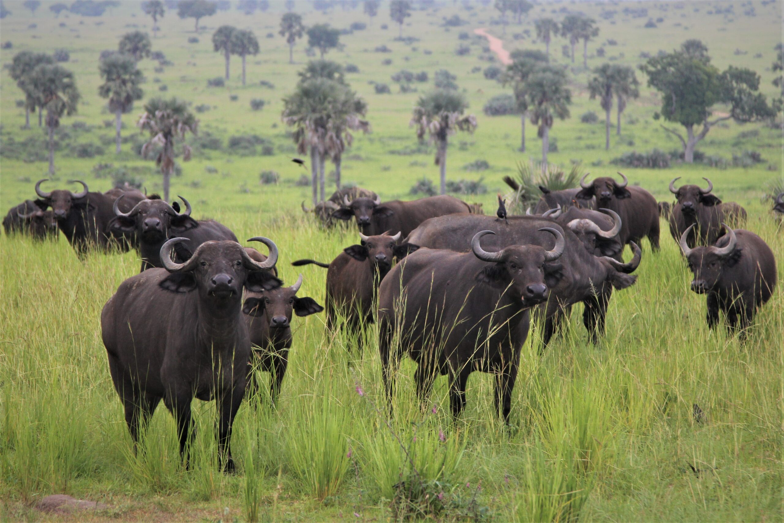 MURCHISON FALLS