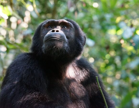 3 DAYS KIBALE CHIMP TREKKING TOUR