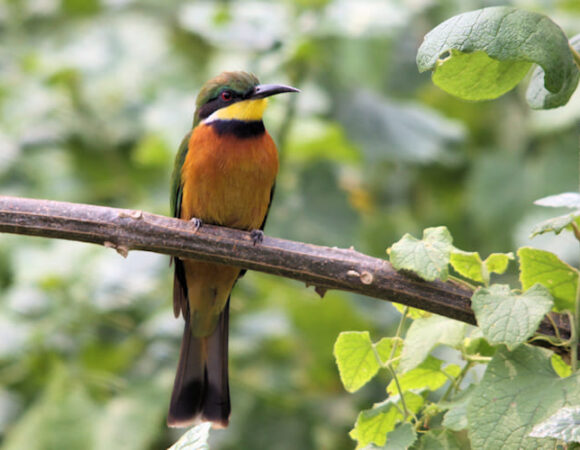 16 DAYS ALBERTINE RIFT BIRDING SAFARI