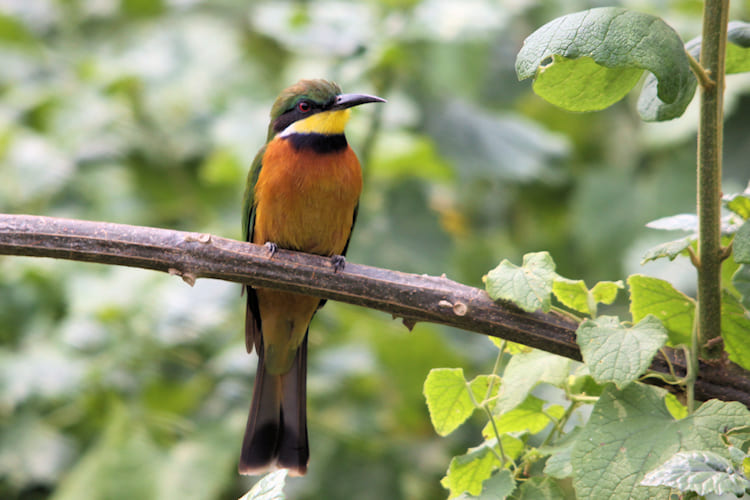 16 DAYS ALBERTINE RIFT BIRDING SAFARI