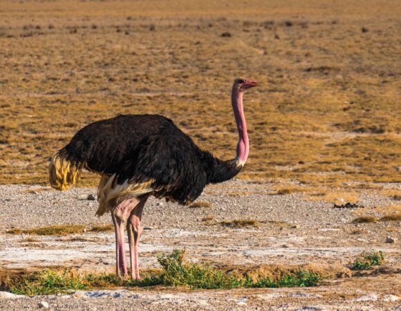 14 DAYS NORTH-EAST UGANDA BIRDING SAFARI