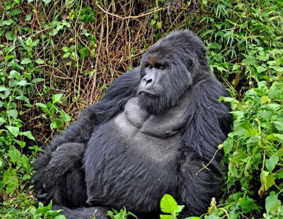 6 DAY PRIMATES SAFARI RWANDA