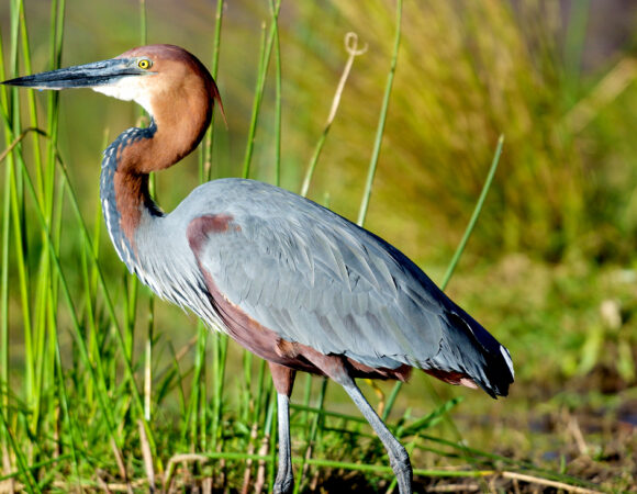 4 DAYS ENTEBBE & MABIRA BIRDING TOUR