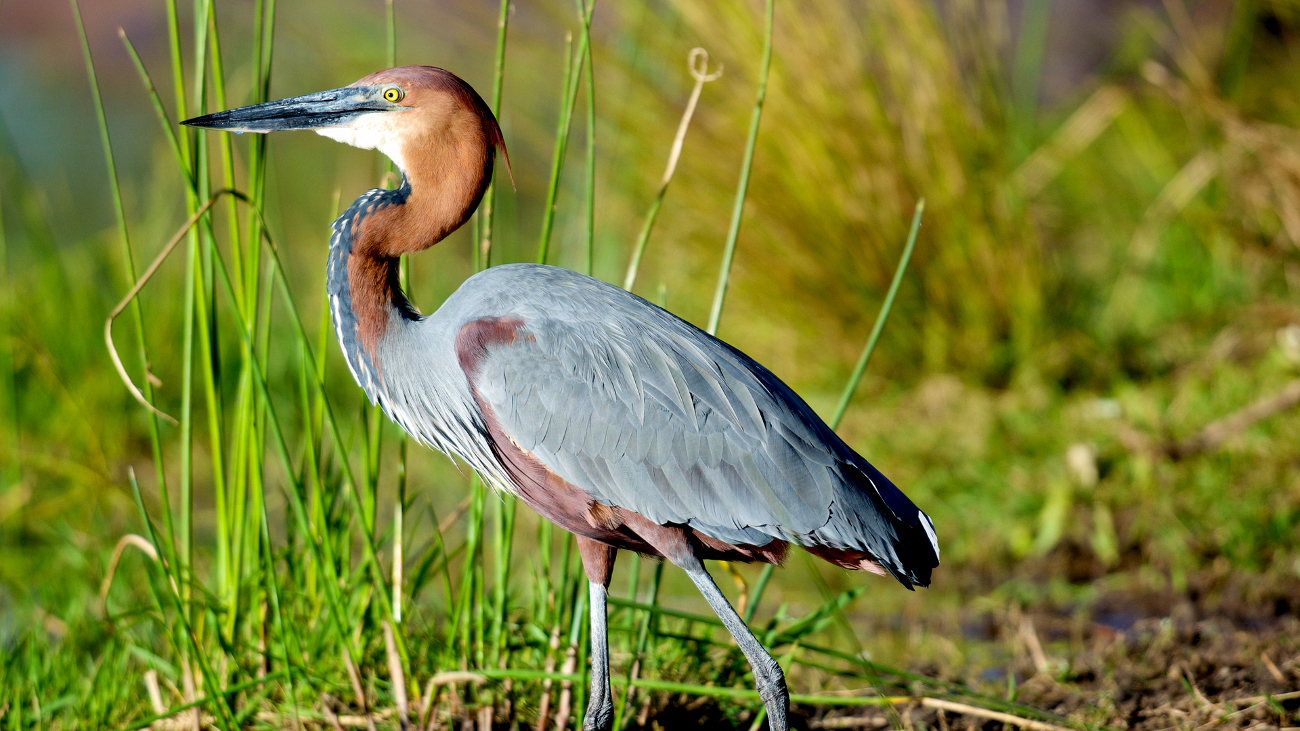 4 DAYS ENTEBBE & MABIRA BIRDING TOUR