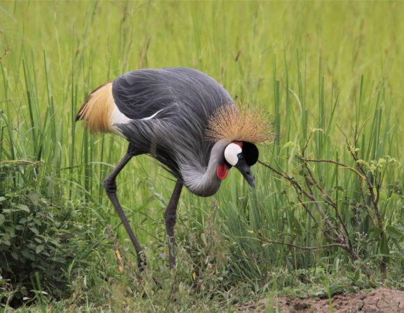 11 DAYS UGANDA SAVANNAH BIRDING SAFARI