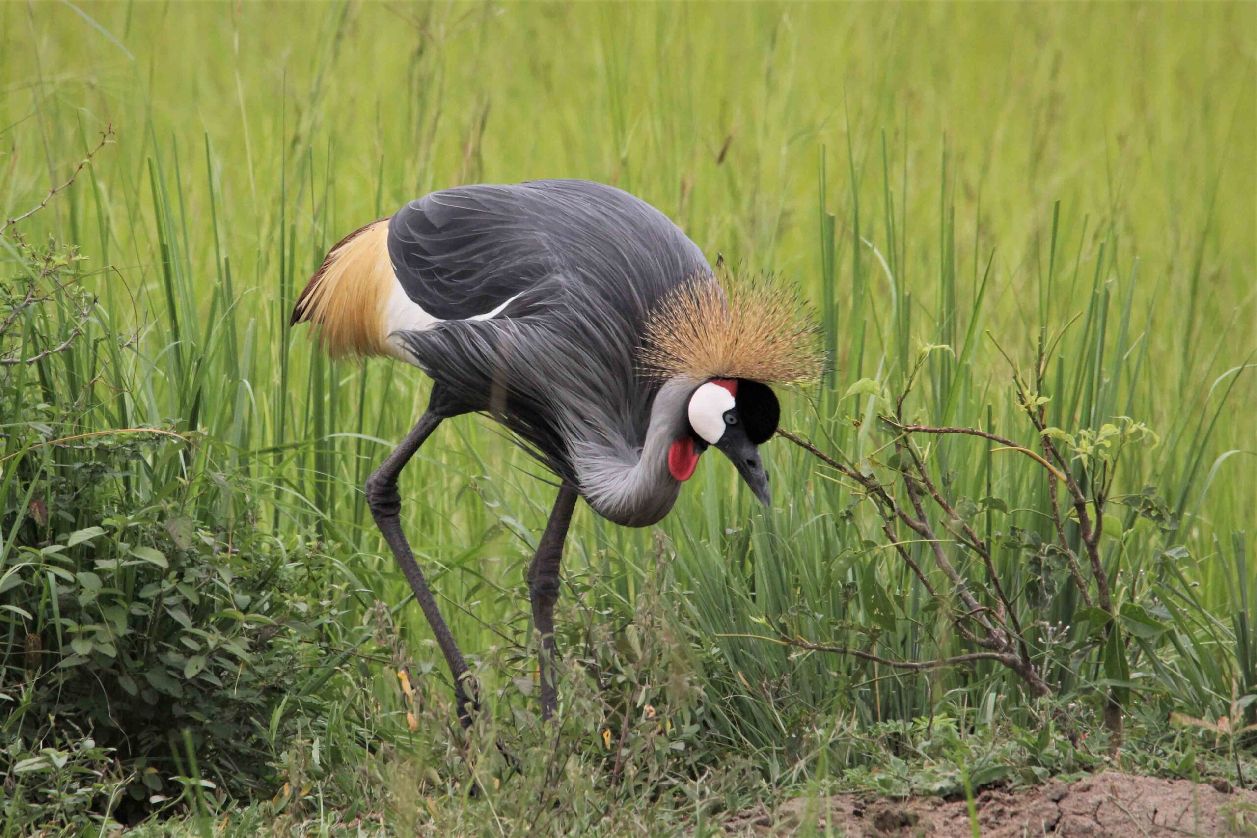 11 DAYS UGANDA SAVANNAH BIRDING SAFARI