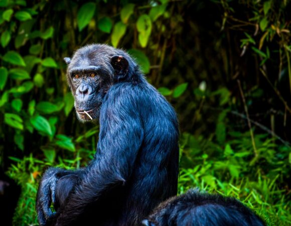 8 DAYS PRIMATES & WILDLIFE SAFARI