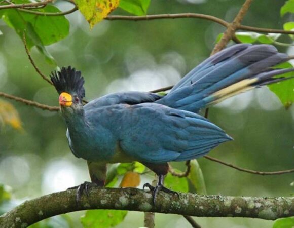 1 DAY ENTEBBE BIRDING TOUR