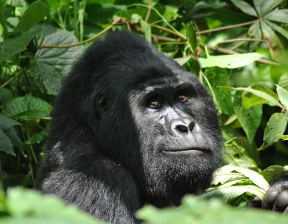 6 DAYS GORILLA & WILDLIFE SAFARI