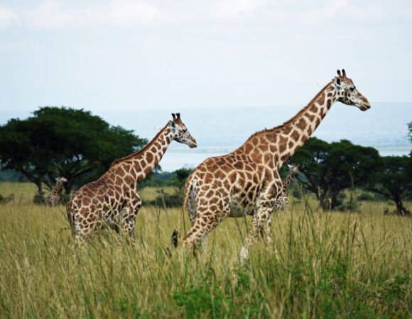 3 DAYS MURCHISON FALLS WILDLIFE TOUR