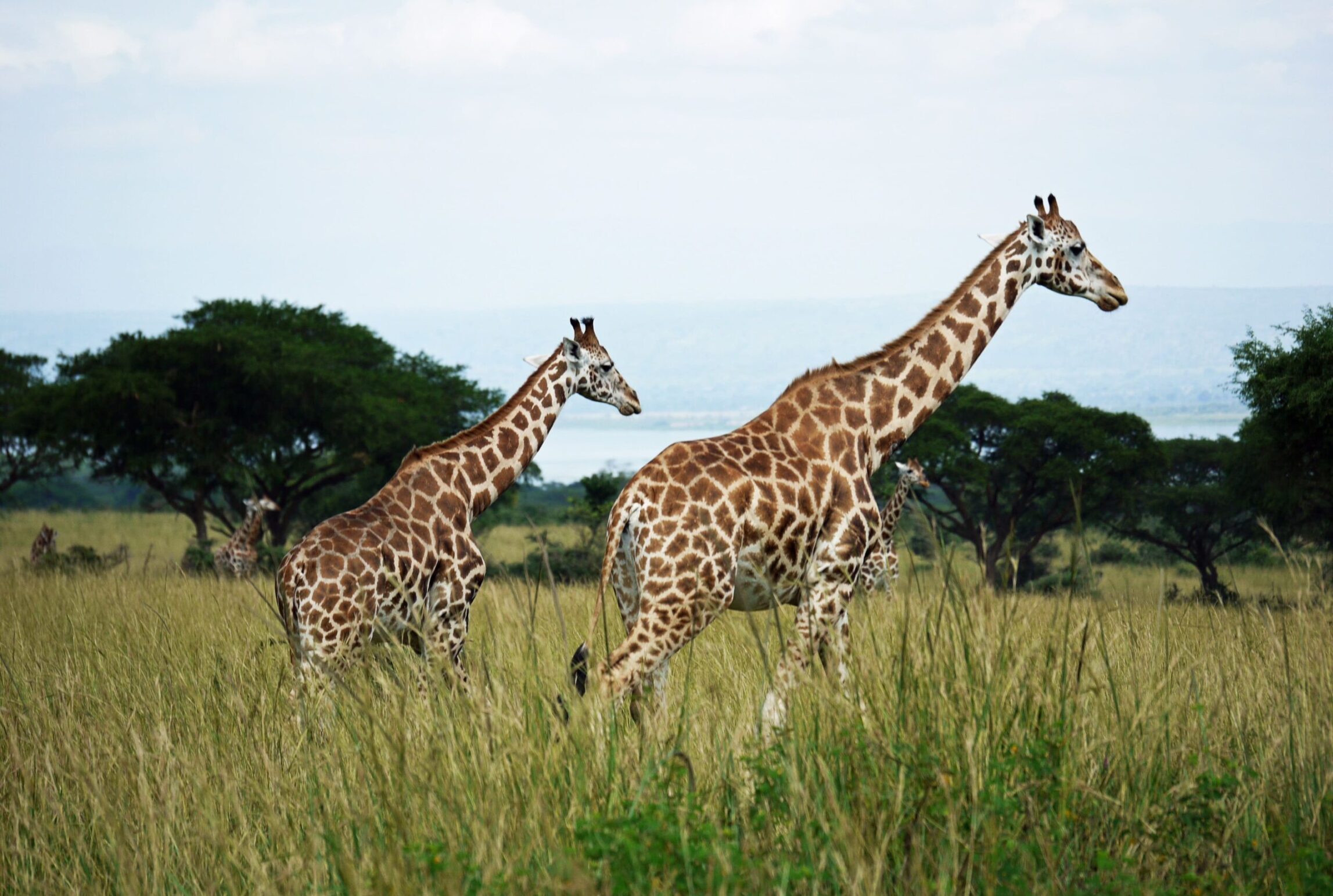 3 DAYS MURCHISON FALLS WILDLIFE TOUR