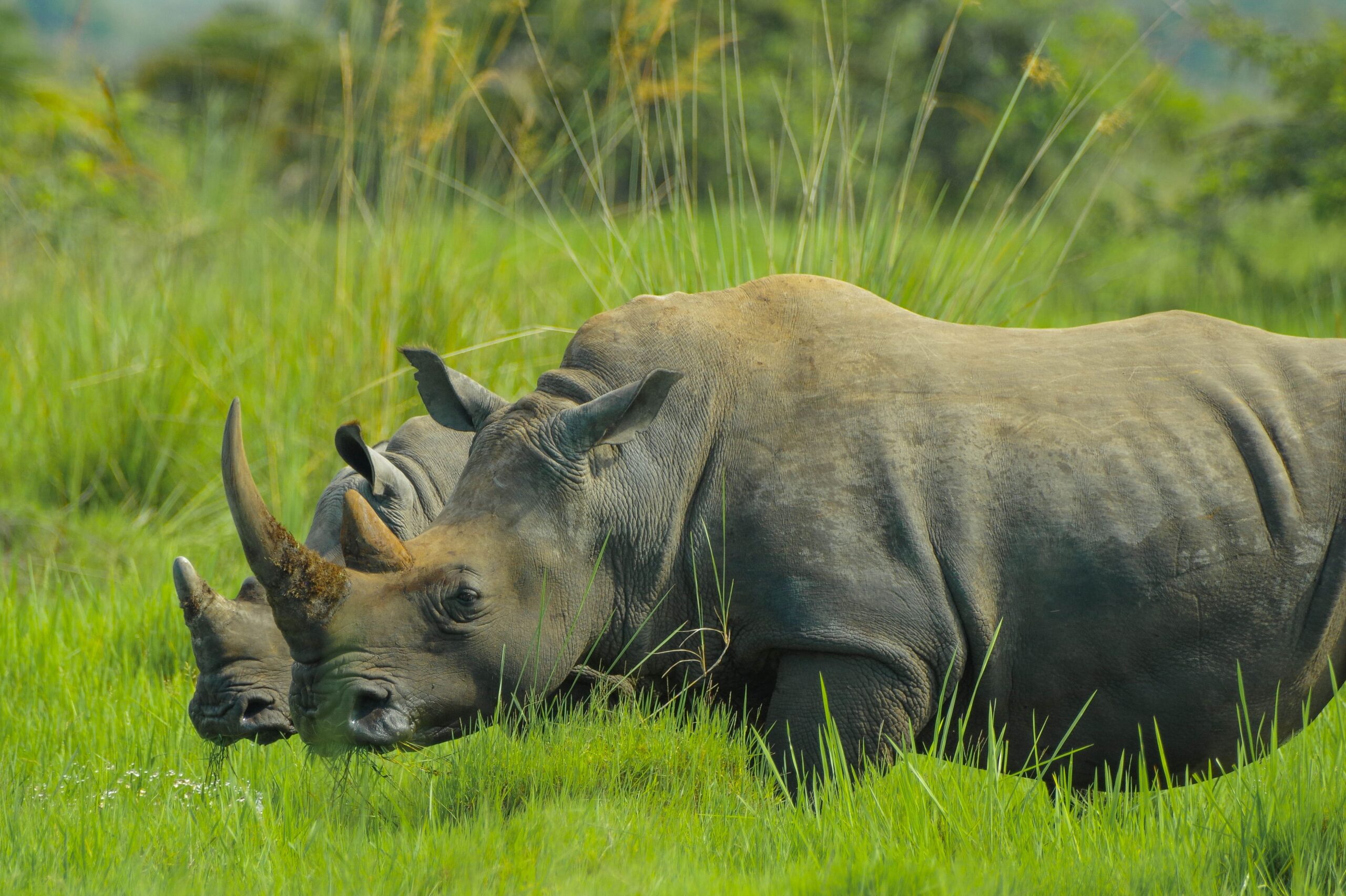 RHINO TREKKING