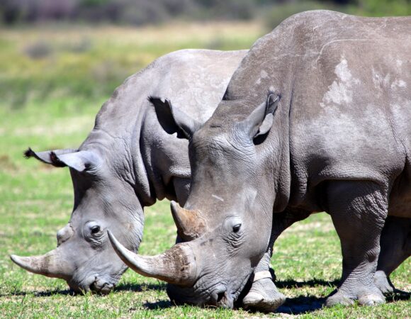 1 DAY ZIWA RHINO SANCTUARY TOUR