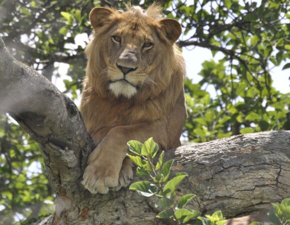 3 DAY QUEEN ELIZABETH NATIONAL PARK TOUR