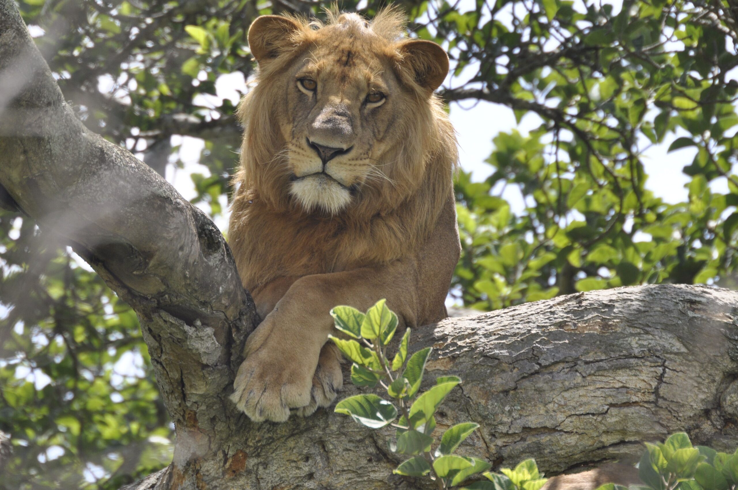 3 DAY QUEEN ELIZABETH NATIONAL PARK TOUR