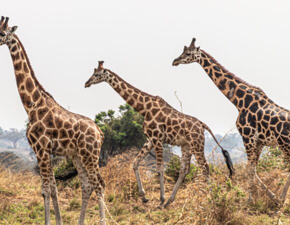 14 DAYS BEST OF UGANDA & KENYA SAFARI