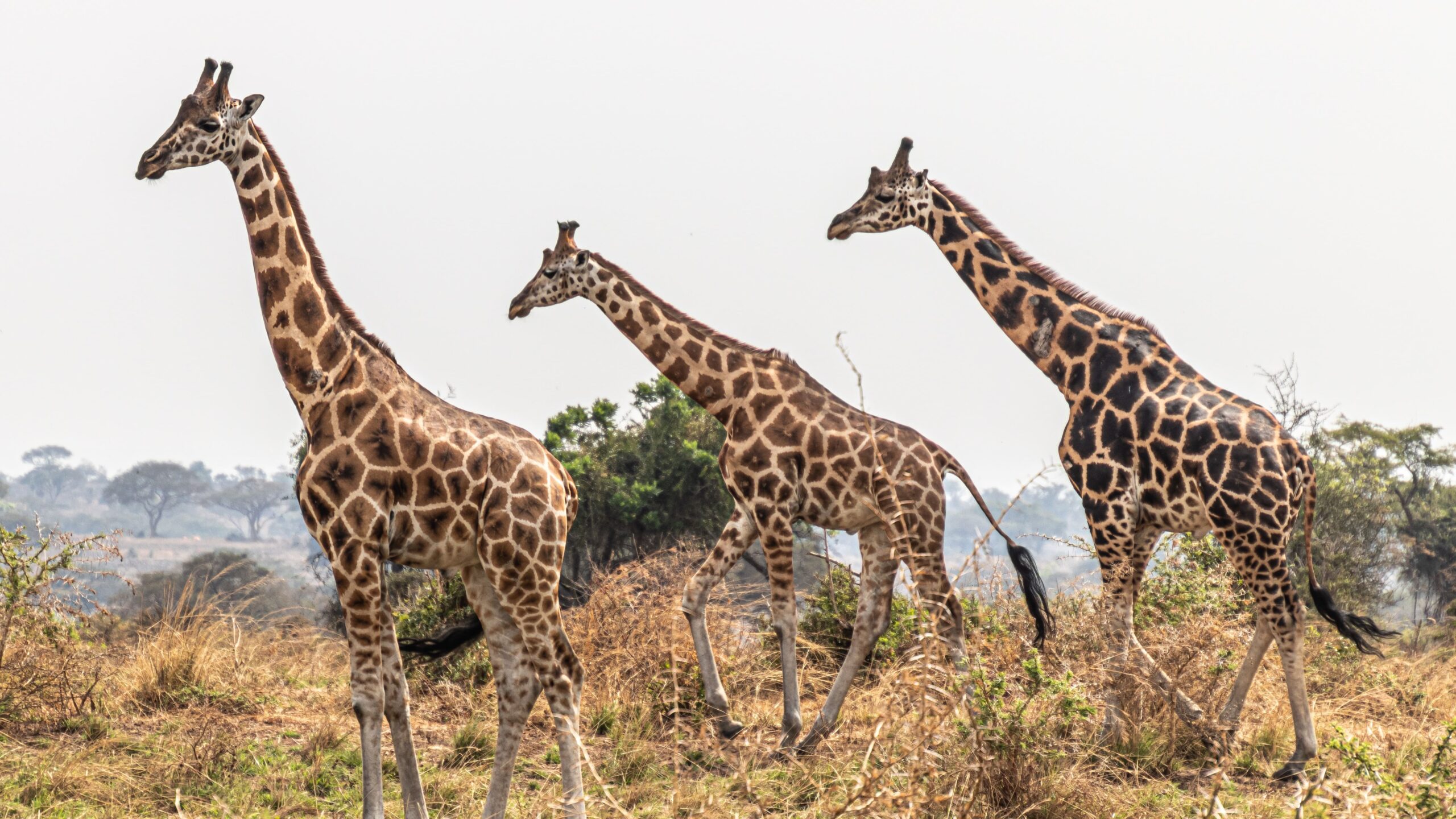 14 DAYS BEST OF UGANDA & KENYA SAFARI