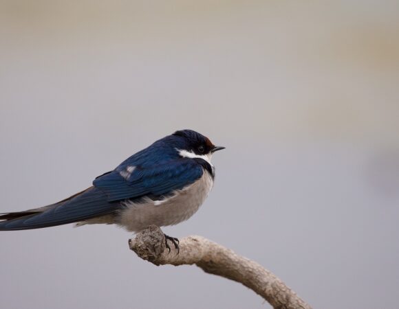 3 DAYS SEMULIKI BIRDING TOUR