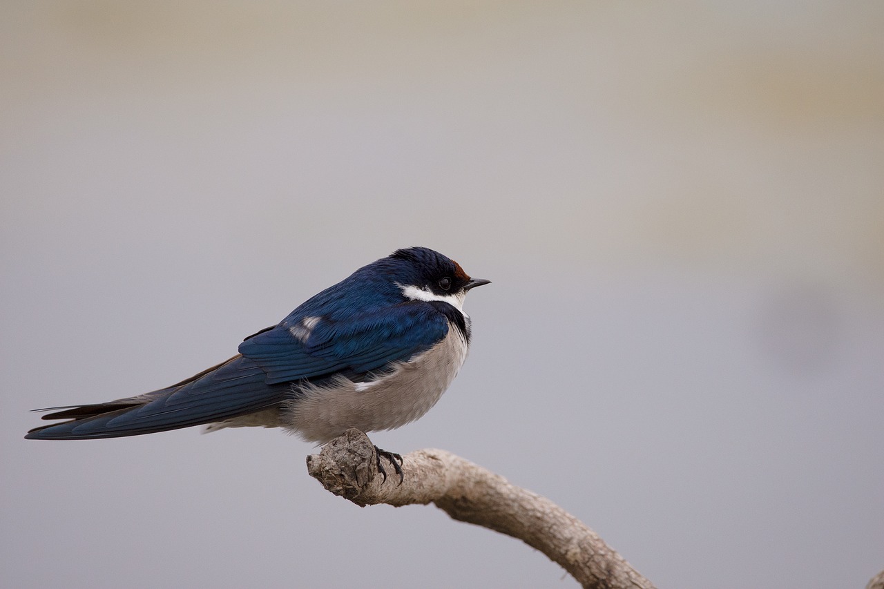 3 DAYS SEMULIKI BIRDING TOUR