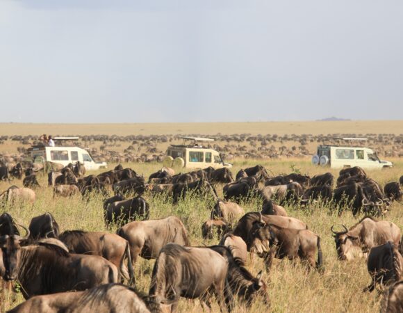 6 DAYS GORILLAS & SERENGETI SAFARI