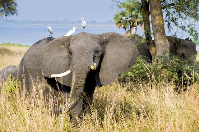 SEMULIKI BIRDING TOUR