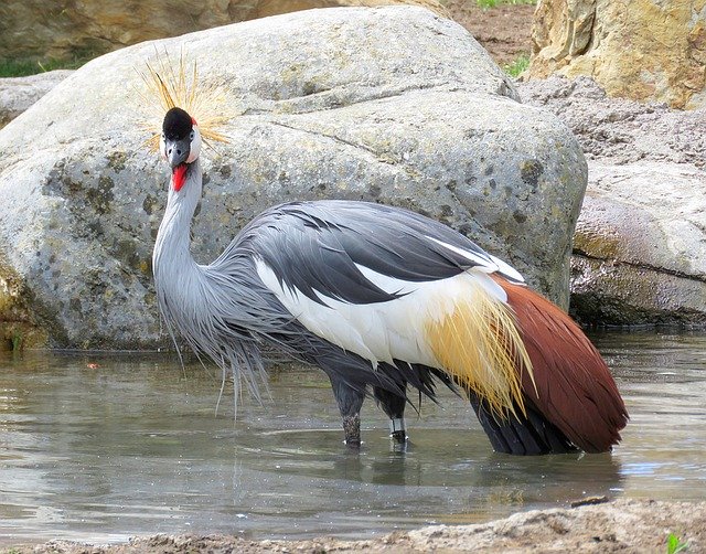 ENTEBBE TO MABIIRA BIRDING TOUR