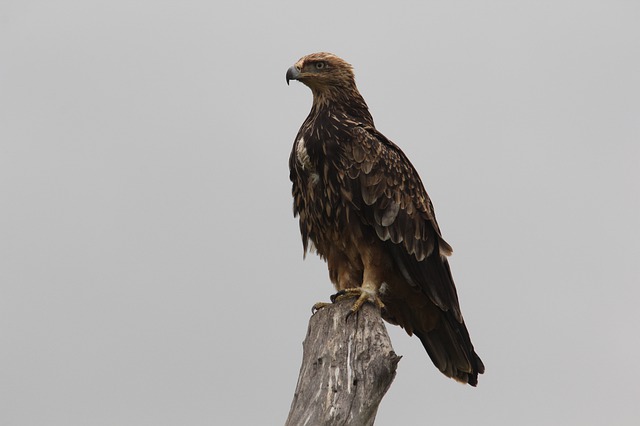 MABAMBA & LAKE MBURO BIRDING TOUR