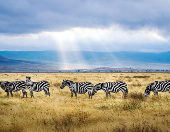 14 DAYS BEST OF UGANDA & TANZANIA SAFARI