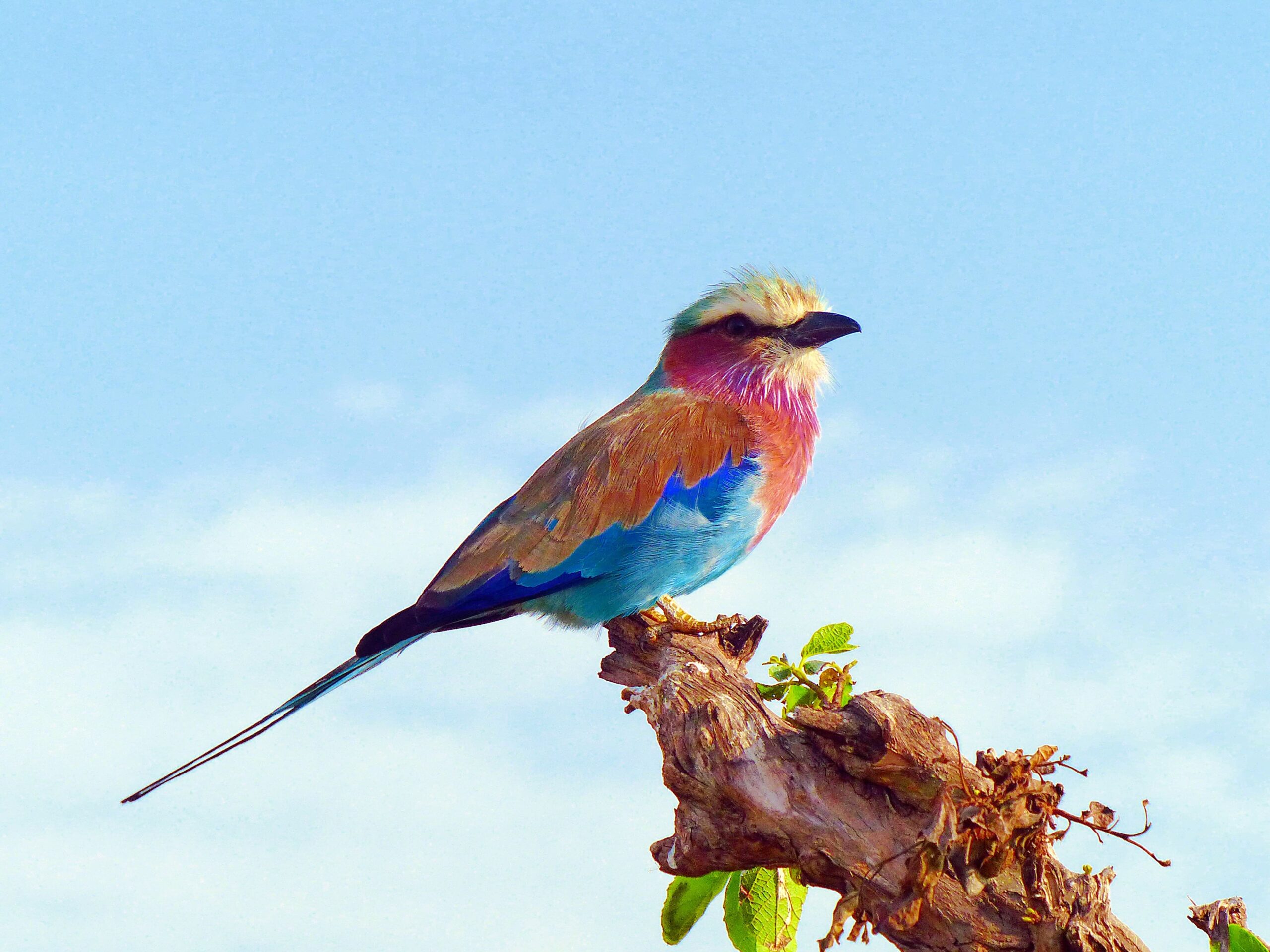 1 DAY BIRDING TOURS