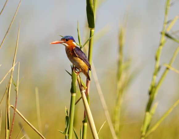 1 DAY ENTEBBE BOTANICAL GARDENS BIRDING TOUR