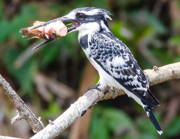 1 DAY LUTEMBE BAY BIRDING TOUR