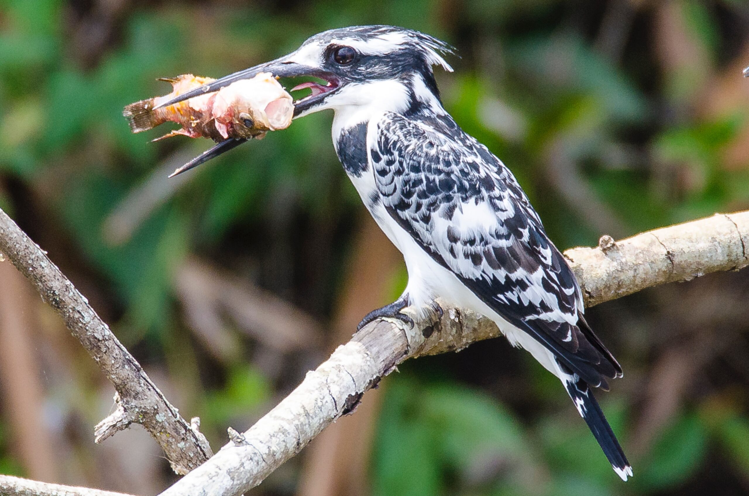 1 DAY LUTEMBE BAY BIRDING TOUR