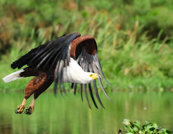 6 DAYS QUEEN ELIZABETH BIRDING TOUR