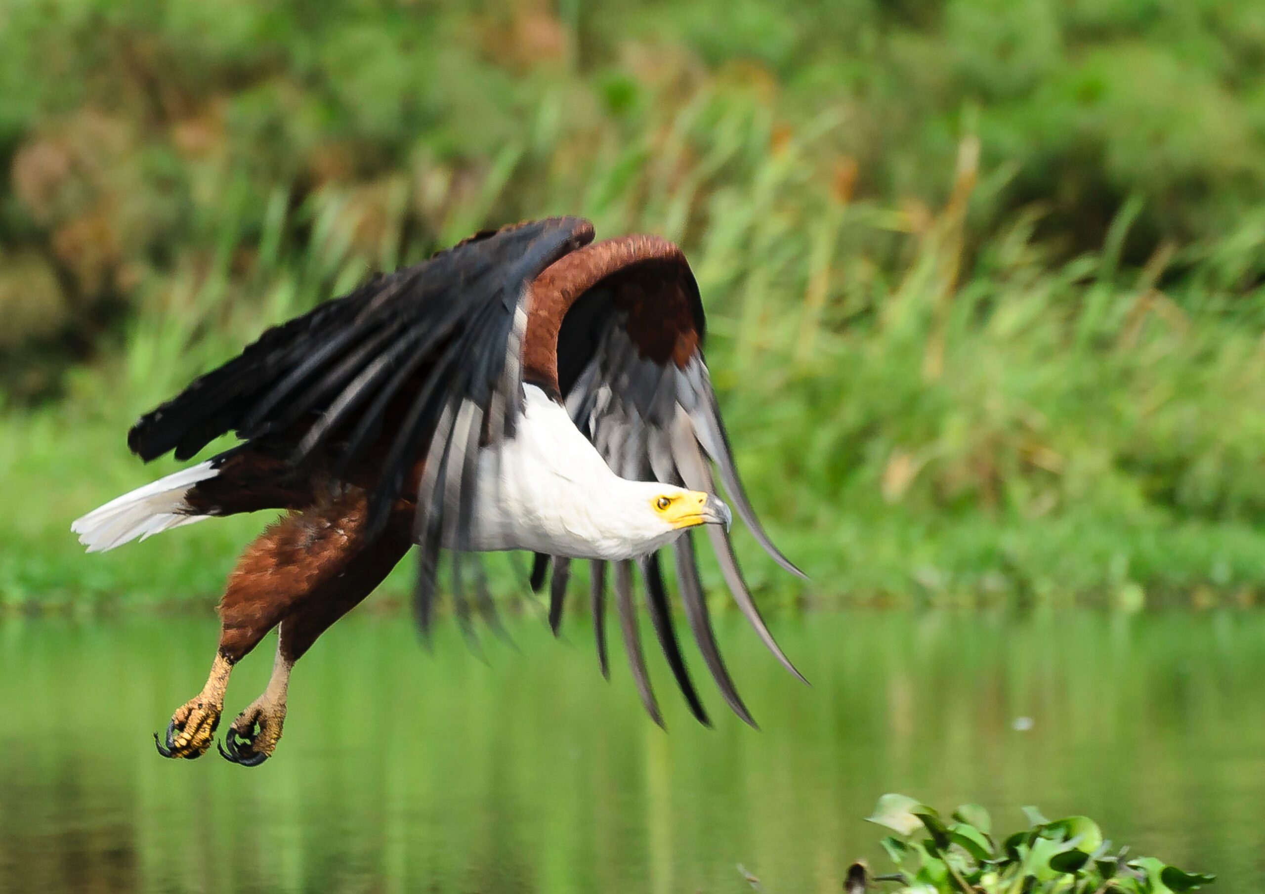 6 DAYS QUEEN ELIZABETH BIRDING TOUR