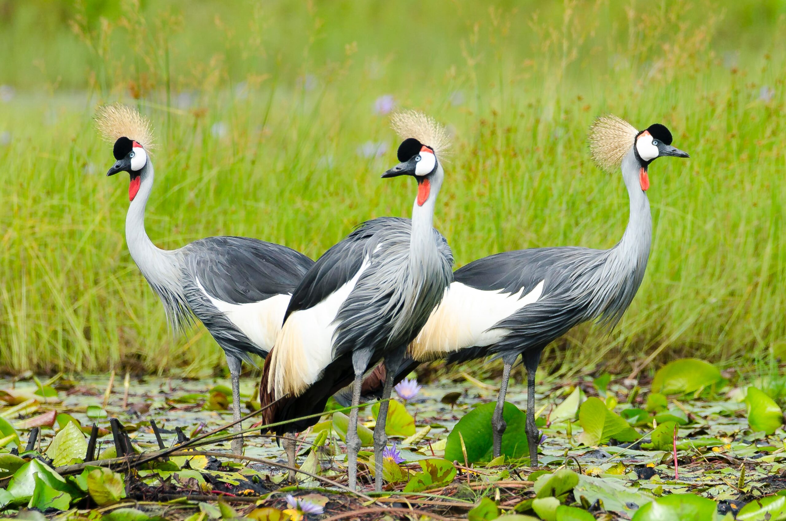 BUSO FOREST  BIRDING TOUR