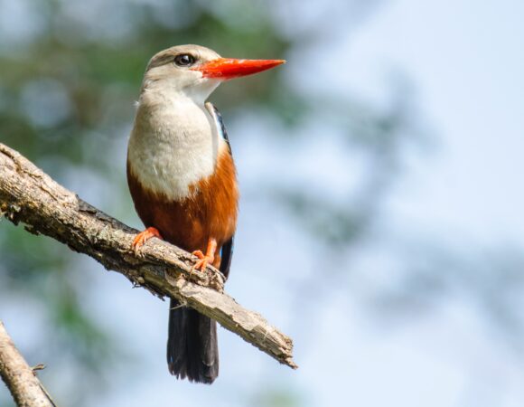 7 DAYS MURCHISON FALLS BIRDING SAFARI