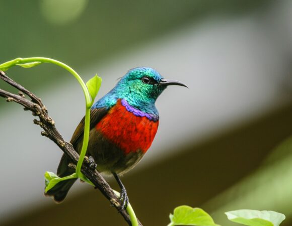 7 DAYS BWINDI BIRDING SAFARI