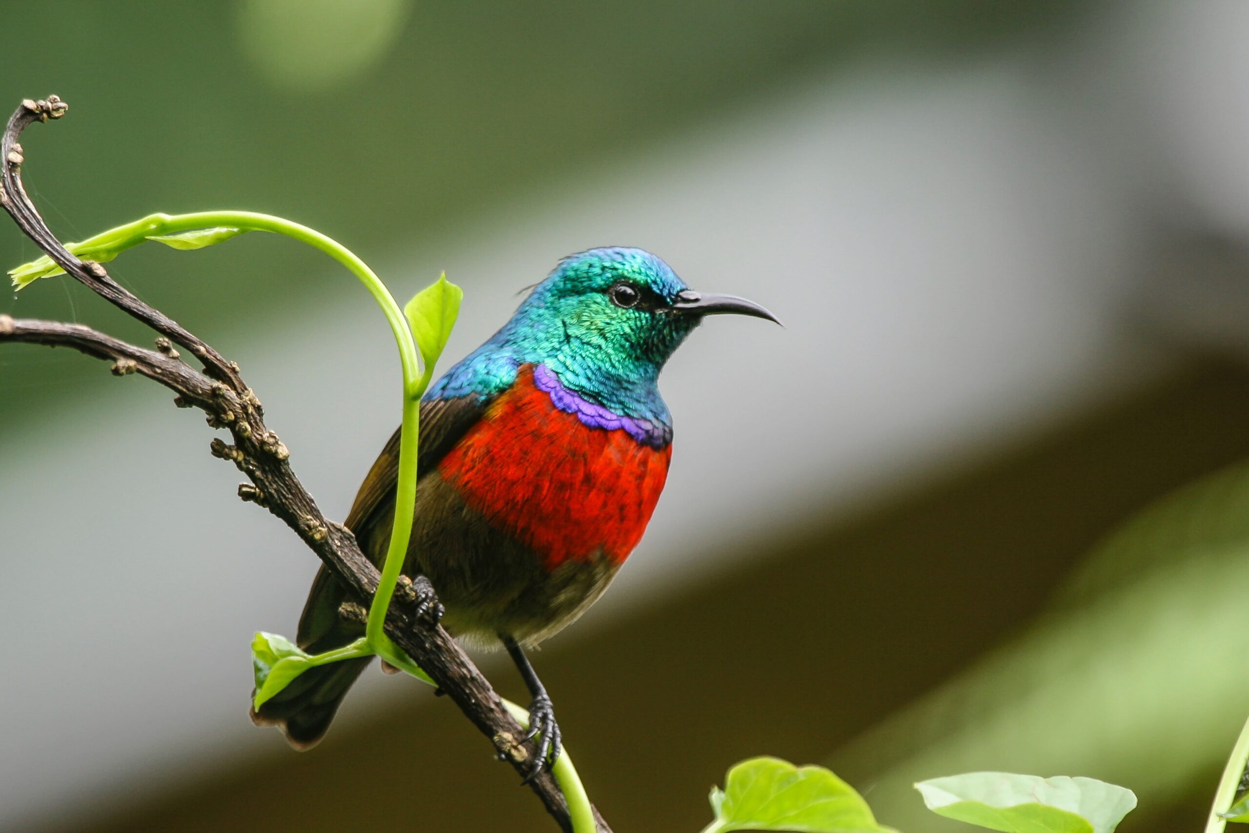 7 DAYS BWINDI BIRDING SAFARI