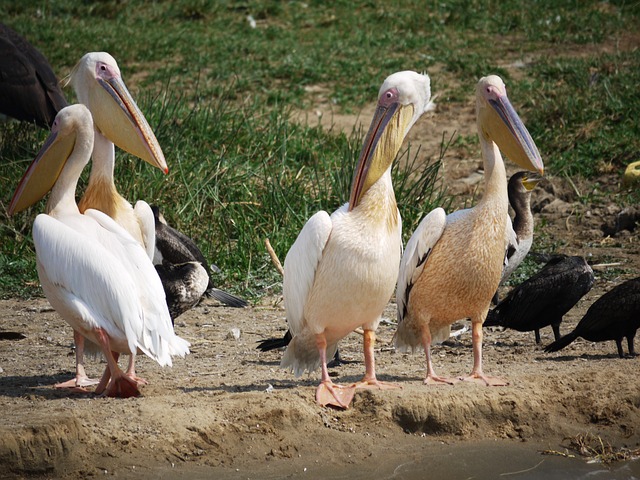 ENTEBBE & MABAMBA BIRDING TOUR