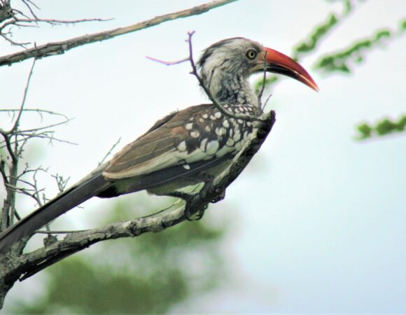 1 DAY MABIRA FOREST BIRDING TOUR