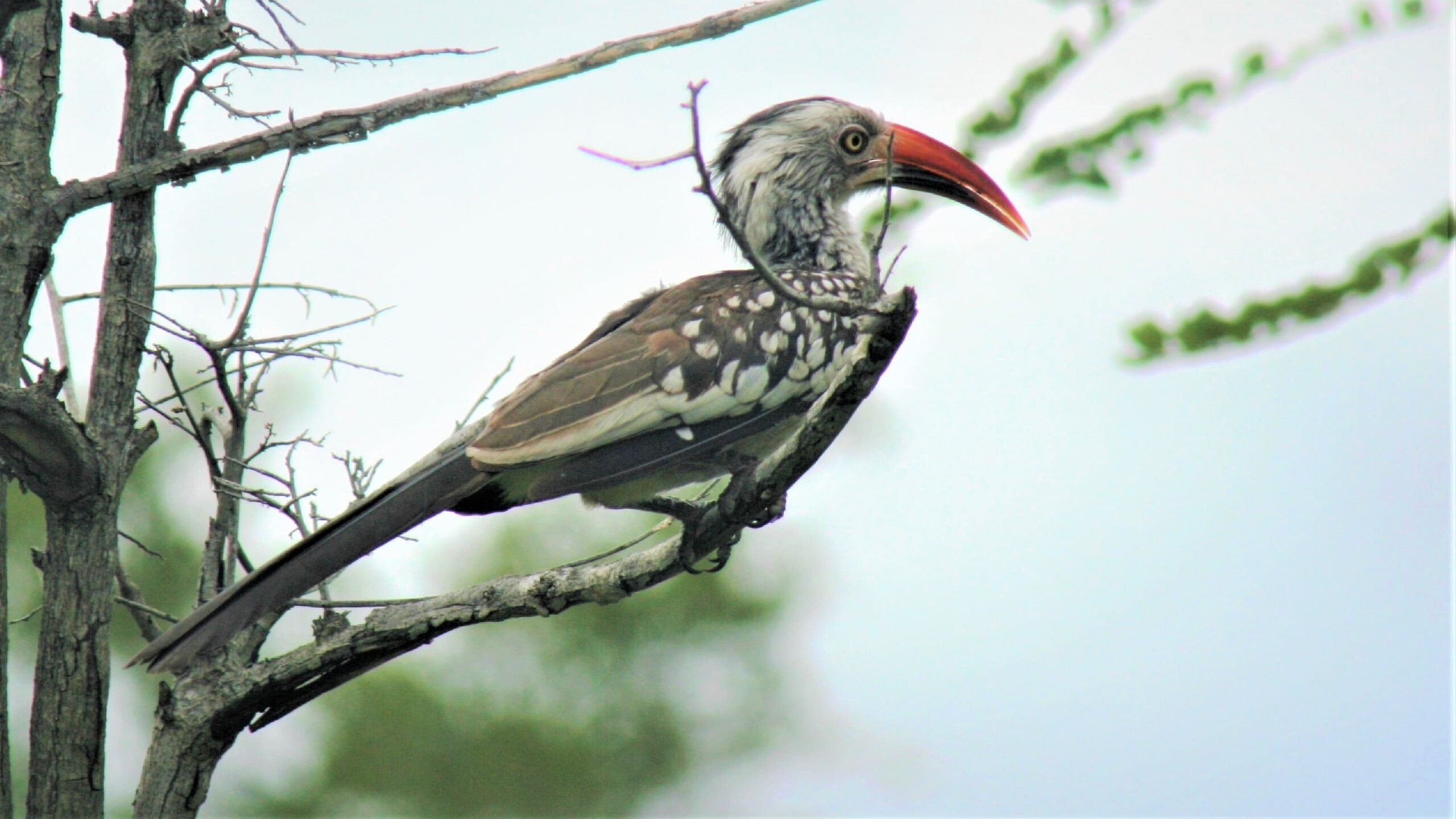 1 DAY MABIRA FOREST BIRDING TOUR