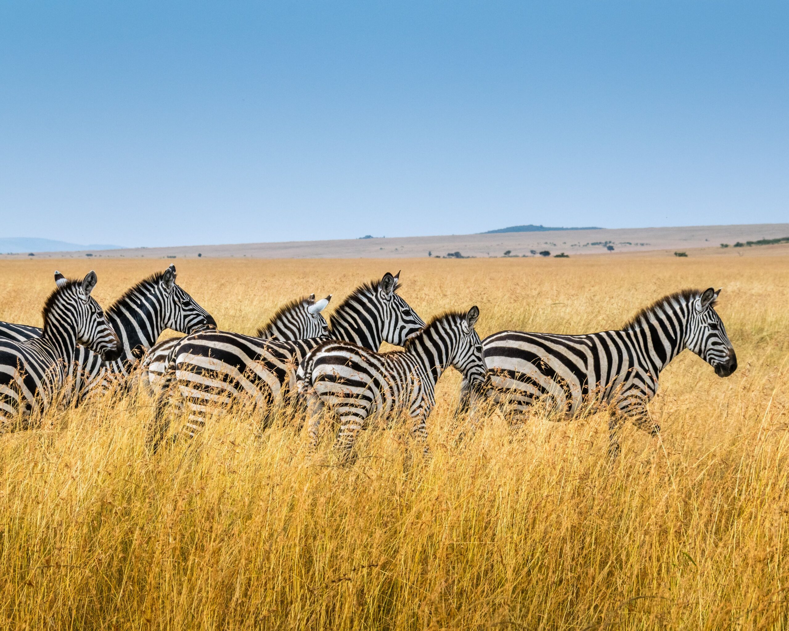 MULTI-COUNTRY SAFARIS