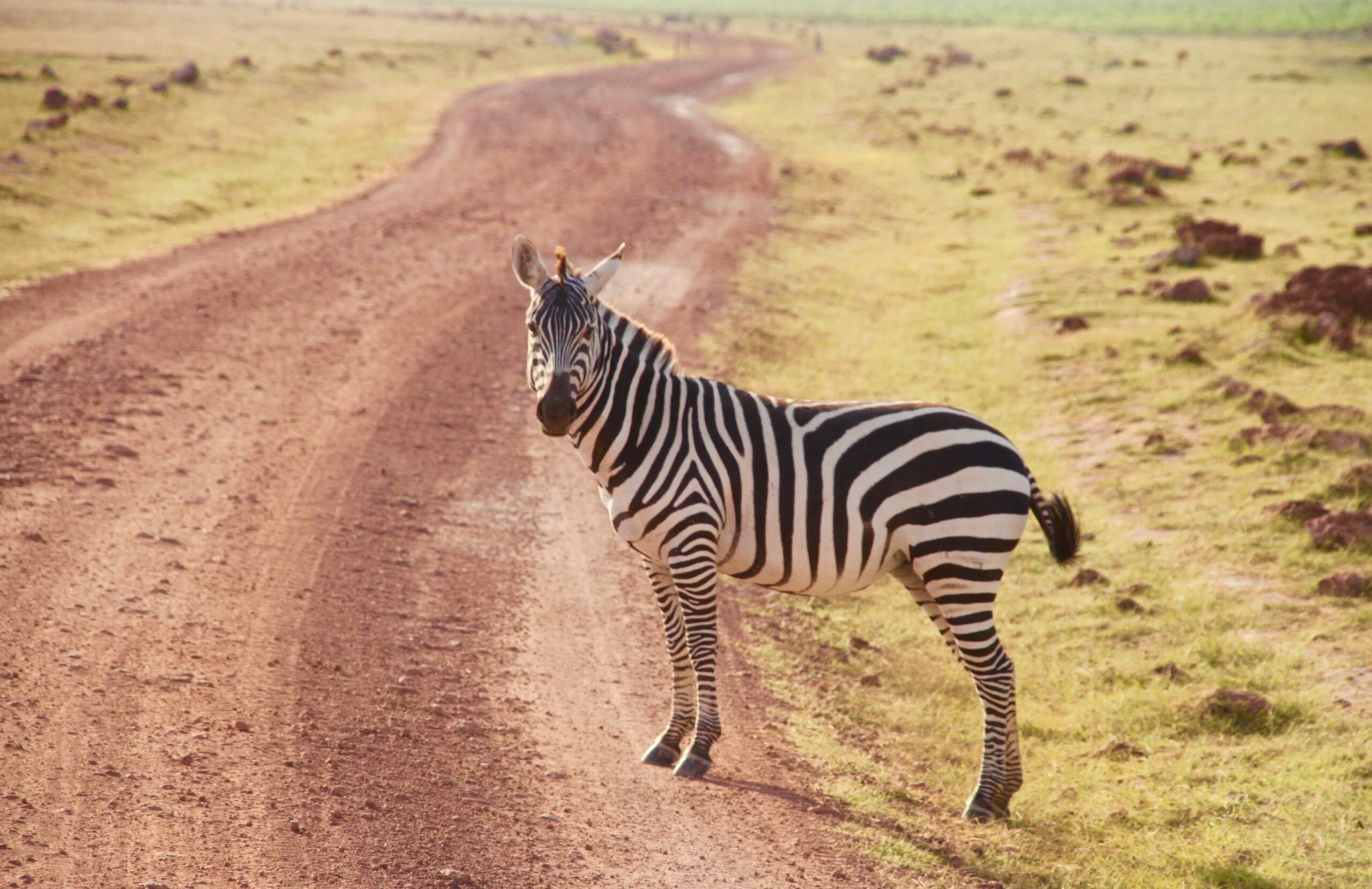 3 DAYS LAKE MBURO WILDLIFE TOUR