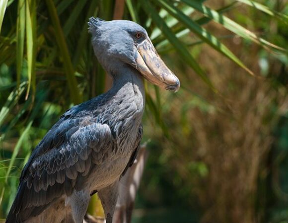 1 DAY MABAMBA SWAMP BIRDING TOUR