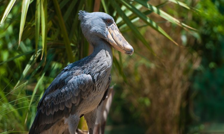 MABAMBA SWAMP  BIRDING TOUR