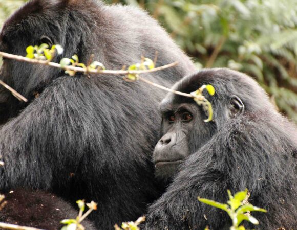 3-DAY VOLCANOES GORILLA TREKKING TOUR