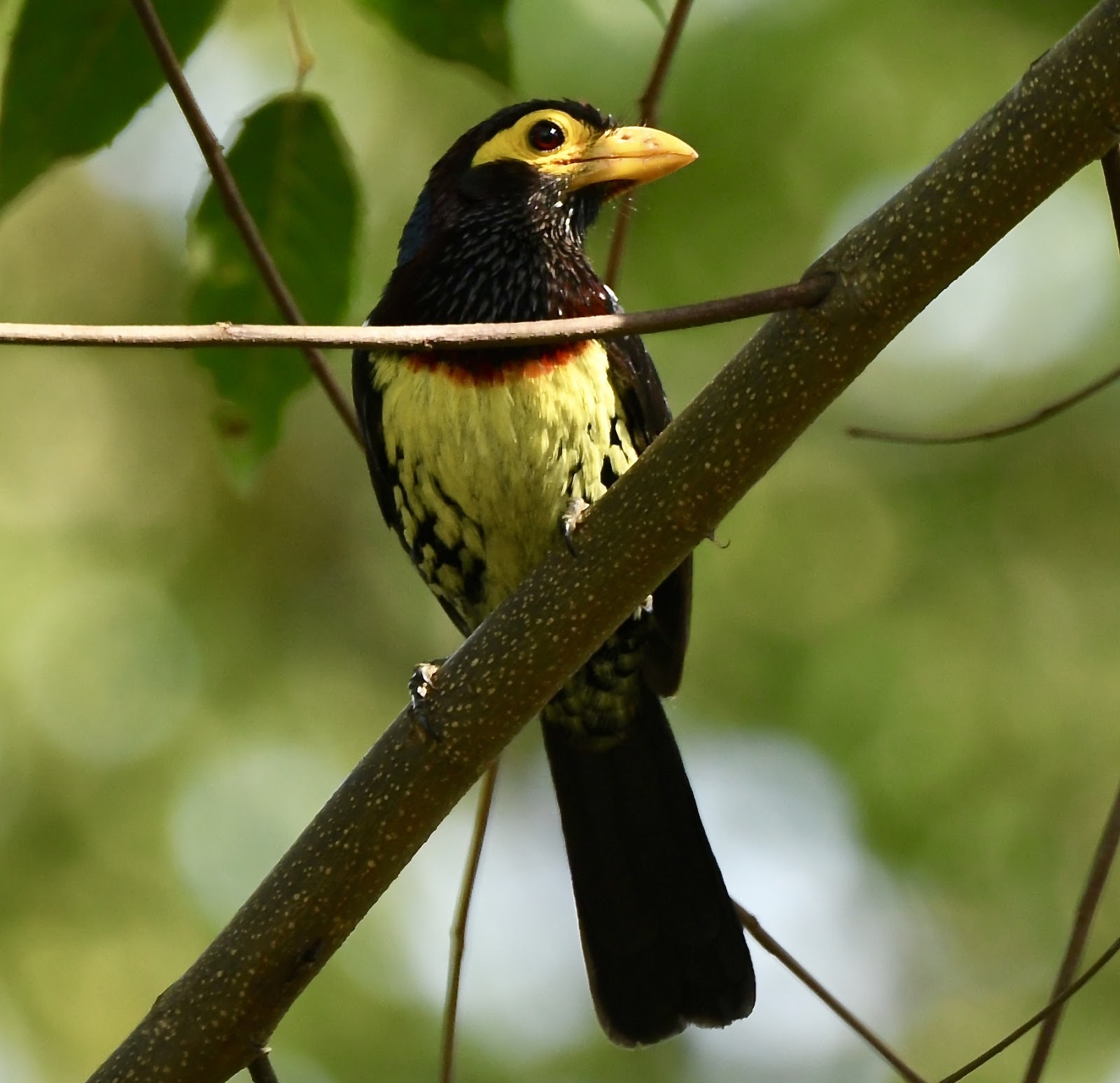 MABIRA FOREST BIRDING TOUR